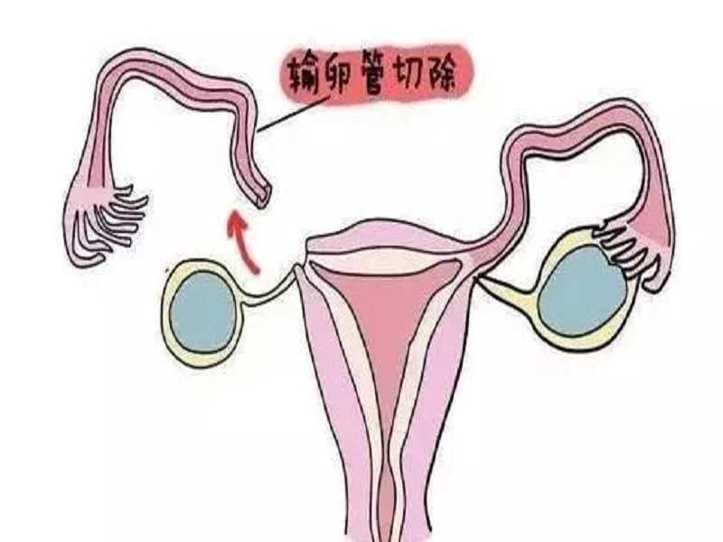 广州供卵试管成功率看孕宝国际优选